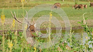 Young strong graceful deer, green pasture with green juicy grass. Spring meadow with cute animals. Livestock field in tropical