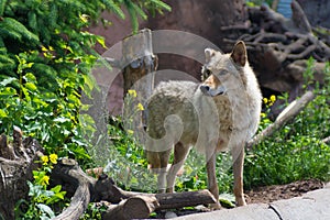 Young and strong gray wolf at the zoo