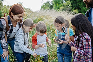 Young students learning about nature, forest ecosystem during biology field teaching class, observing wild plants with