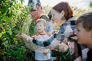 Young students learning about nature, forest ecosystem during biology field teaching class, observing wild plants