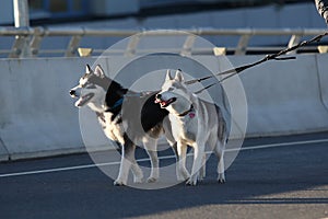 Young stylish couple walking with dog in street, man and woman happy together, husky breed, spring season