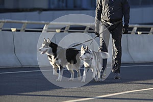 Young stylish couple walking with dog in street, man and woman happy together, husky breed, spring season