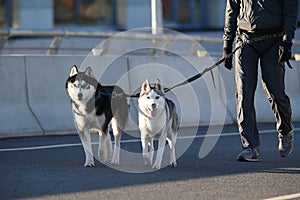 Young stylish couple walking with dog in street, man and woman happy together, husky breed, spring season