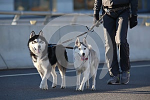 Young stylish couple walking with dog in street, man and woman happy together, husky breed, spring season