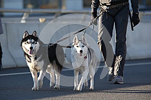 Young stylish couple walking with dog in street, man and woman happy together, husky breed, spring season