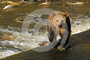 A young sub adult grizzly bear stands on a rock in the river as it looks around for salmon to catch