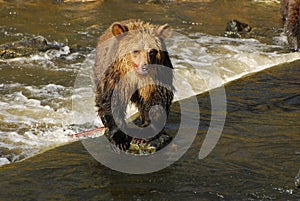 A young sub adult grizzly bear stands on a rock in the river as it looks around for salmon to catch