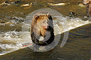 A young sub adult grizzly bear stands on a rock in the river as it looks around for salmon to catch