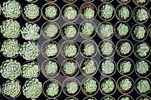 Young succulents
