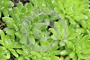 .young succulents in natural environment spring - Image
