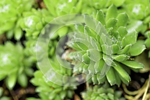 .young succulents in natural environment spring - Image