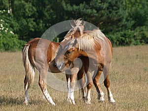 Young Suffolk Punch Horses Grooming