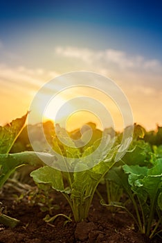 Young sugar beet crops growing in field