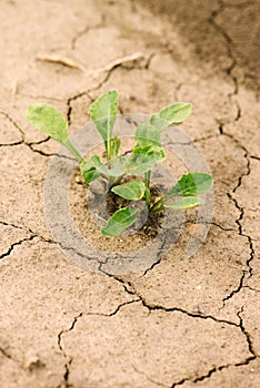 Young sugar beet plant in field