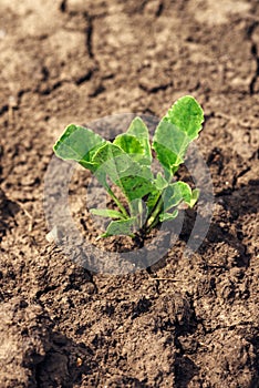 Young sugar beet plant in field