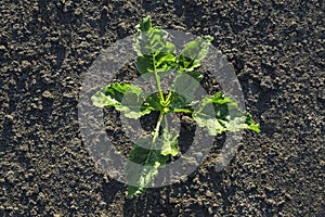 Young sugar beet plant in field.