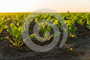 Young sugar beet plants growing in cultivated field with sunset sun, soft focus