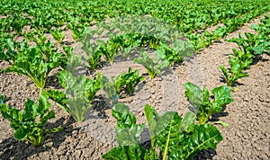 Young sugar beet plants in long lines