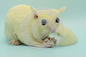 A young sugar glider with a cute and adorable face.