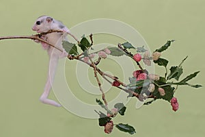 A young sugar glider is looking for food on a fruit-strewn branch of a red mulberry (Morus rubra) tree.