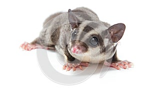 Young sugarglider on white