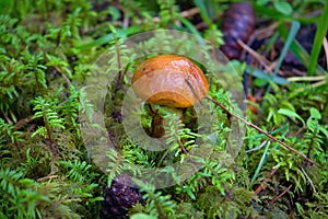 Young Suillus luteus mushroom, also named slippery jack or sticky bun. Edible mushrooms background