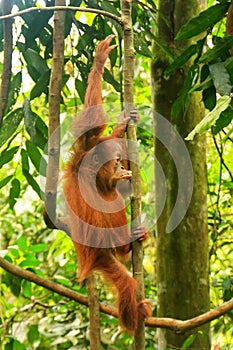 Young Sumatran orangutan climbing a tree in Gunung Leuser Nation