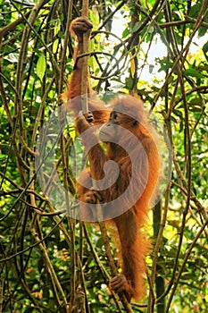 Young Sumatran orangutan climbing a tree in Gunung Leuser National Park, Sumatra, Indonesia