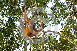 Young Sumatran orangutan coat shining in the rays of the setting