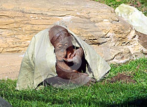Young Sumatran orangutan Pongo abelii hiding under a cloth