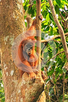 Young Sumatran orangutan sitting on trees in Gunung Leuser National Park, Sumatra, Indonesia photo