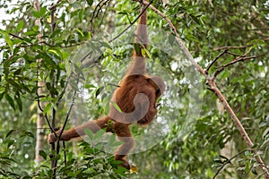 Young Sumatran orangutan Pongo abelii swinging from a tree in Gunung Leuser National Park, Sumatra, Indonesia