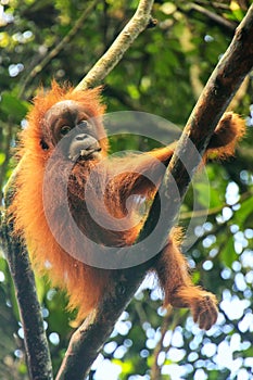 Young Sumatran orangutan sitting in a tree in Gunung Leuser National Park, Sumatra, Indonesia