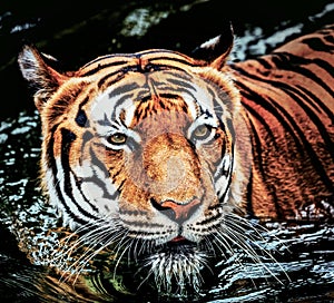 Young Sumatran tiger