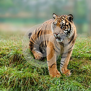 Young Sumatran Tiger Sitting on Grassy Bank