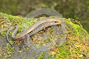 A young sun skink is looking for prey on a moss-covered ground.