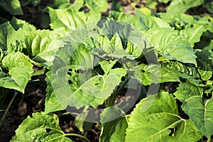 Young sunflower leaves with disease