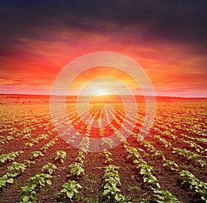 Young sunflower spouts on field