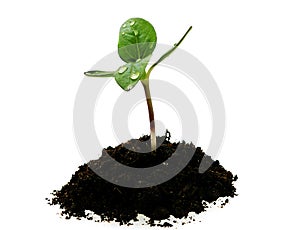 Young sunflower sprout in the soil with droplets