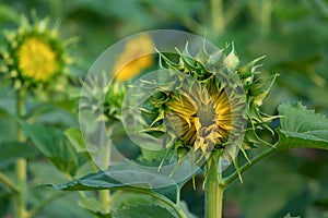 Young Sunflower with the sunflowers field in background.