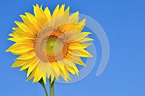 Young sunflowers bloom in field against a blue sky