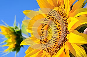 Young sunflowers bloom in field against a blue sky