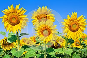 Young sunflowers bloom in field against a blue sky