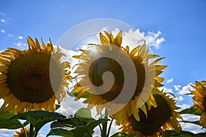Young sunflowers bloom in field against a blue sky.