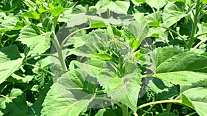 Young sunflowers about to bloom. Close-up bud. Wind sways sunflower, large leaves are exposed to sun, healthy plants