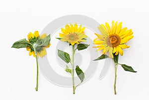 Young sunflowers on a white background.