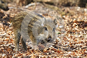 Young sus scrofa photo