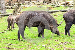 Young sus scrofa male