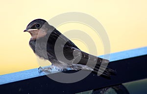 A young swallow