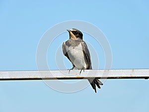 Young swallow bird, Lithuania